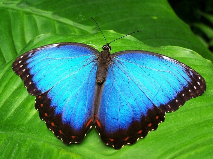 Efecto mariposa - DGT