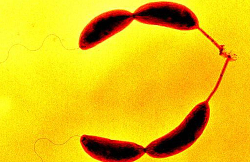 Caulobacter crescentus bacteria sintetica misterios
