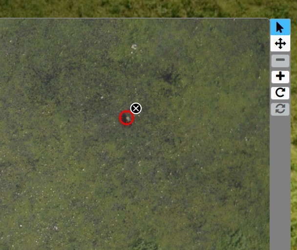 Zooniverse Wildebeest