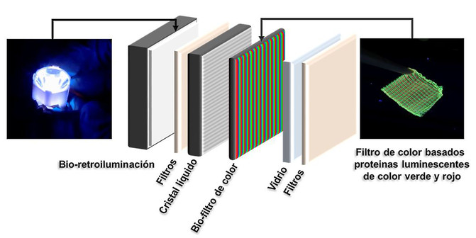 Pantallas de proteínas luminiscentes