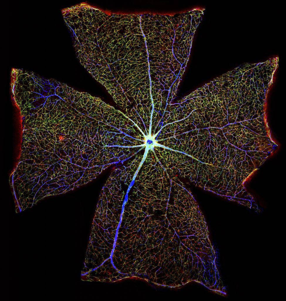 Retina de ratón. Wellcome Images imágenes científicas. Wellcome Images