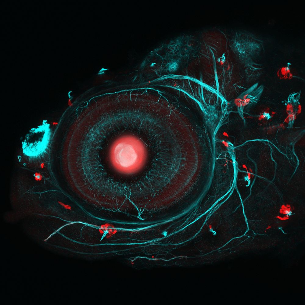 Imágenes científicas. Wellcome Images. Ojo de pez cebra Imágenes científicas. Wellcome Images