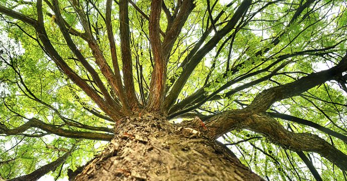 arbol verde con antiguedad