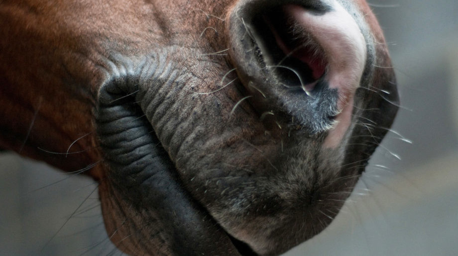 El día que Google Maps me dirigió hacia el hocico de un caballo