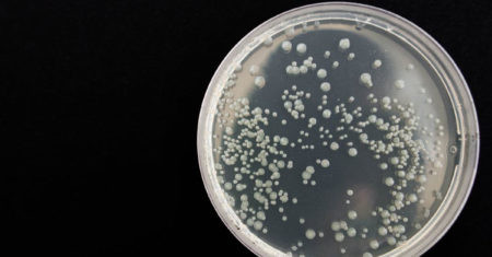 nanorrobots placa petri cancer enfermedades
