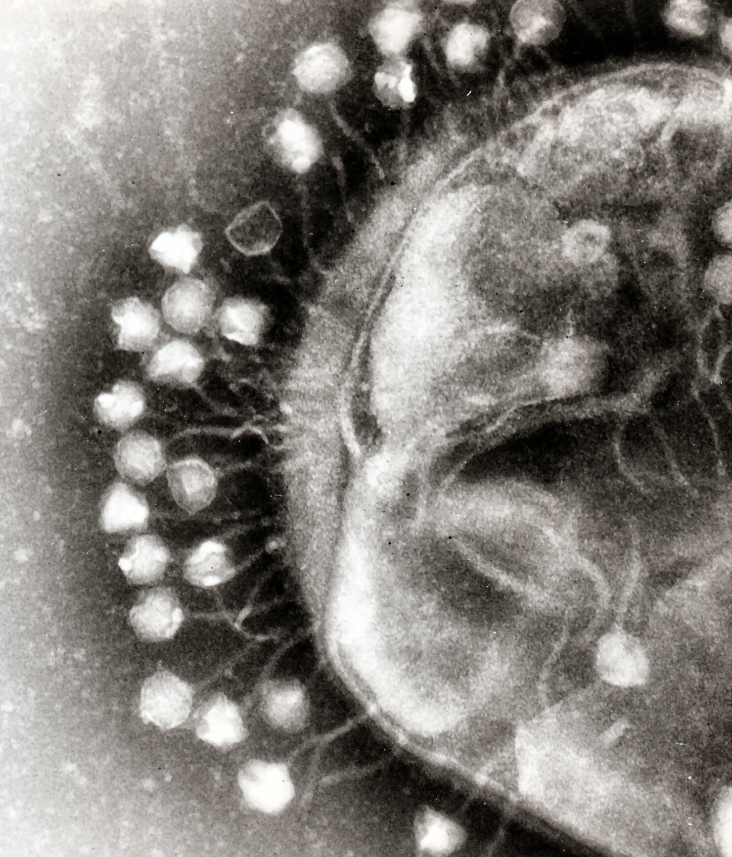 bacteriofago