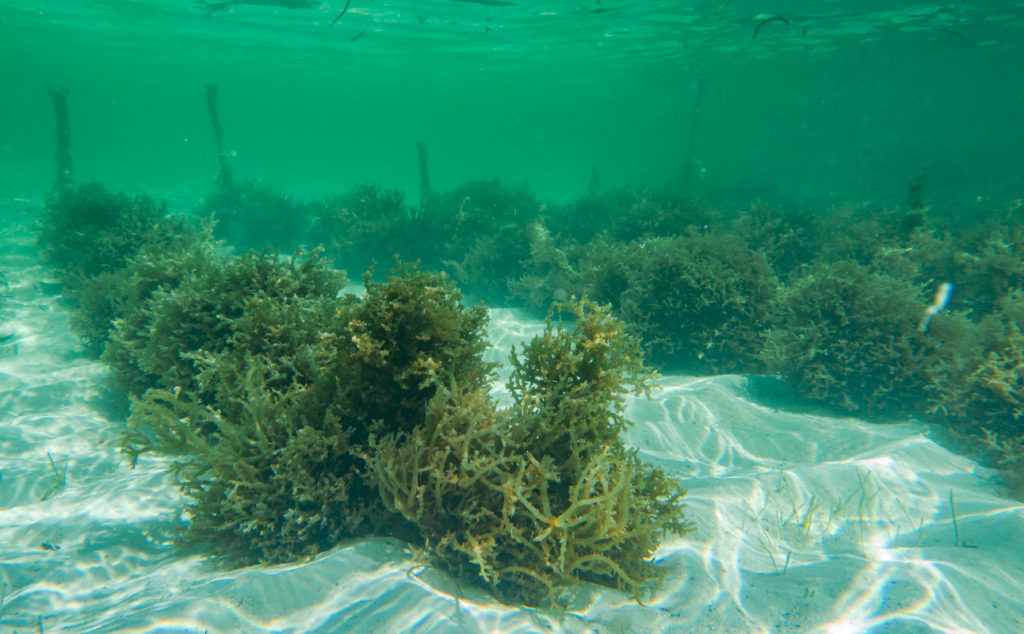 La agricultura 4.0 podría acabar con el hambre