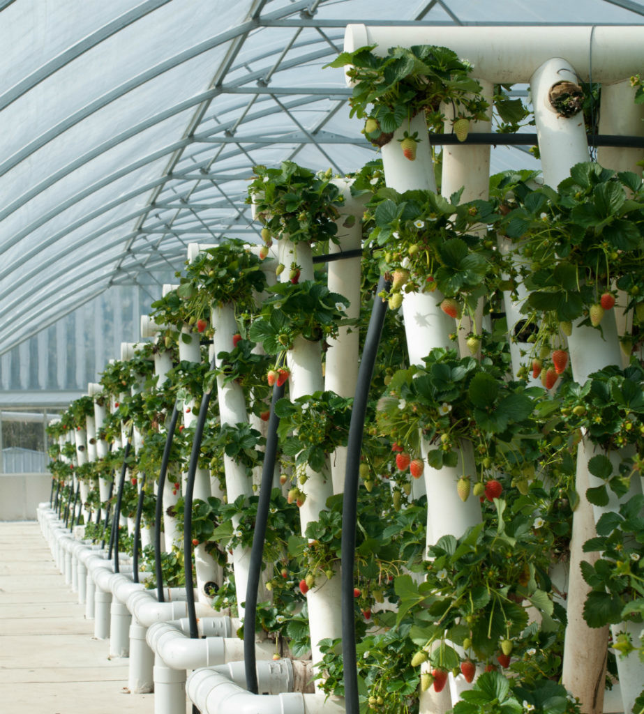 La agricultura 4.0 podría acabar con el hambre