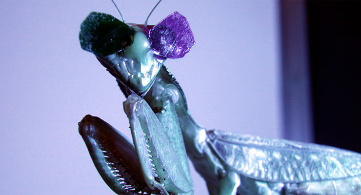 Mantis religiosa con gafas 3D