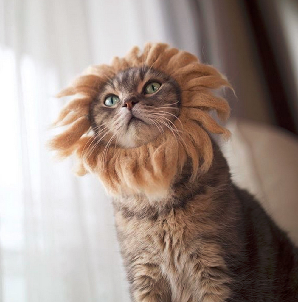 gatos