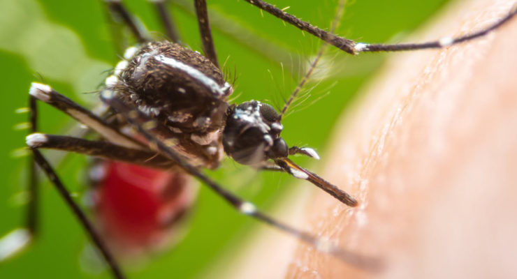 mosquitos
