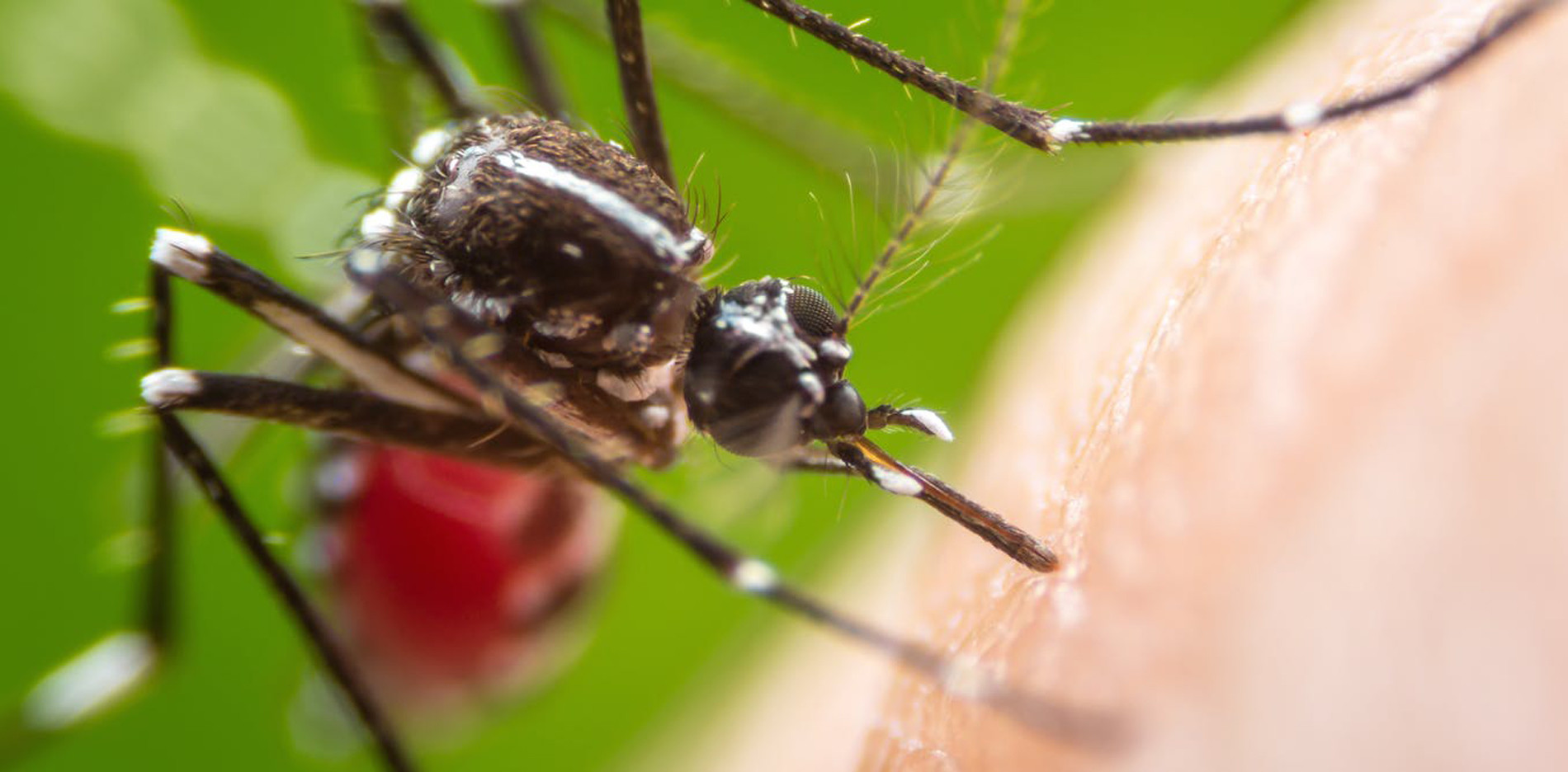 C mo Los Mosquitos Cambiaron La Historia De La Humanidad Nobbot