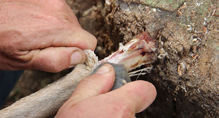 Carne en conserva paleolítico