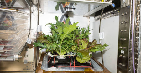 cultivar plantas en el espacio