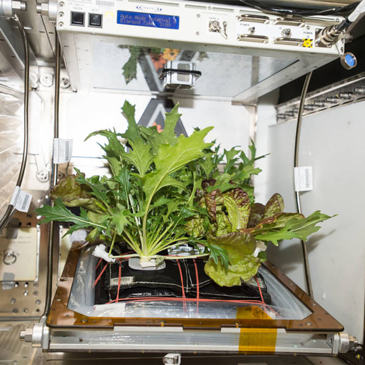 cultivar plantas en el espacio