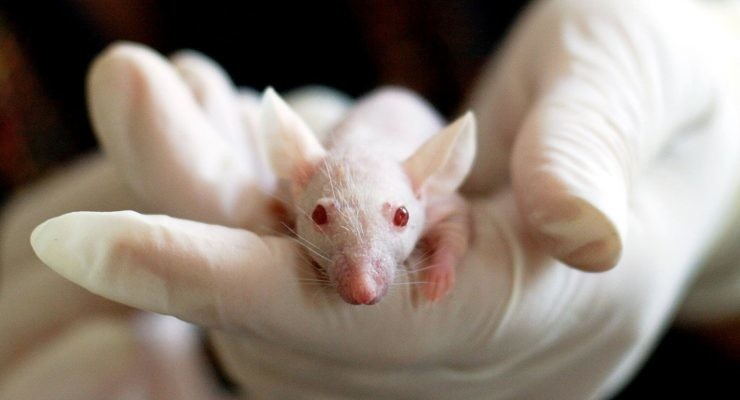ratón de laboratorio para estudiar covid-19