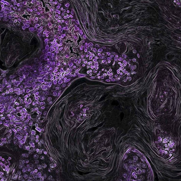 organoides contra el coronavirus