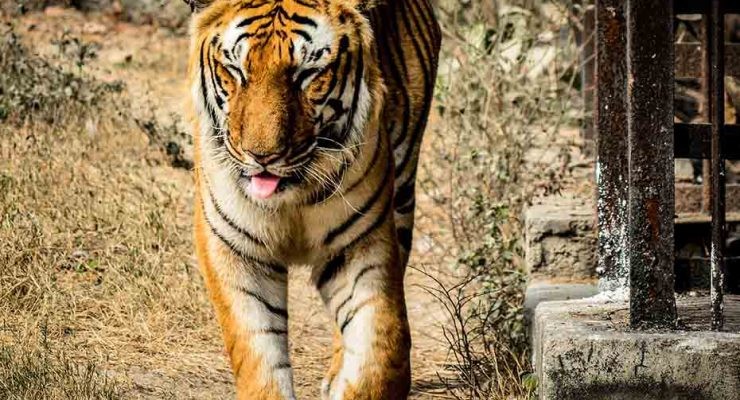 El tráfico de animales salvajes es un problema de dimensiones y consecuencias globales.