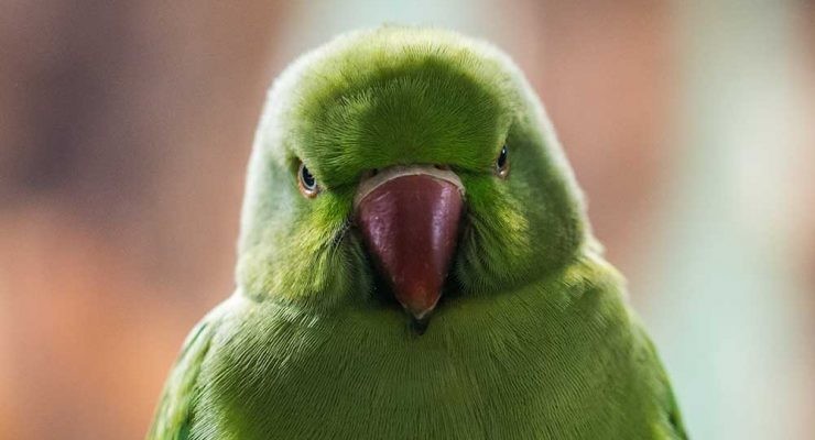 ejemplo de especies invasoras