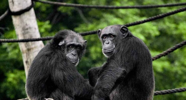 Conservar los chimpancés gracias a modelos de conectividad del paisaje.