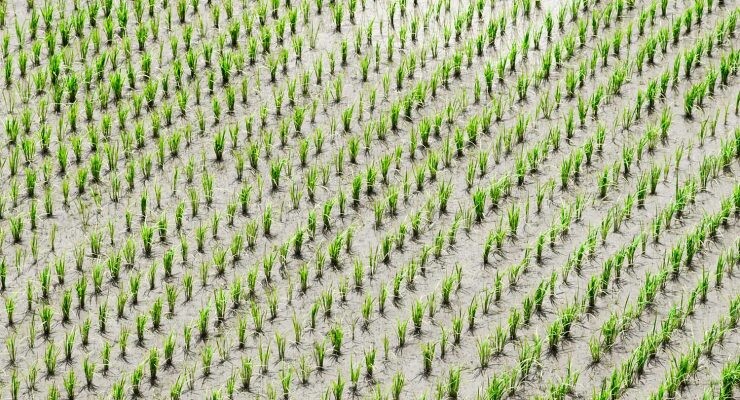 etiquetas inteligentes en agricultura