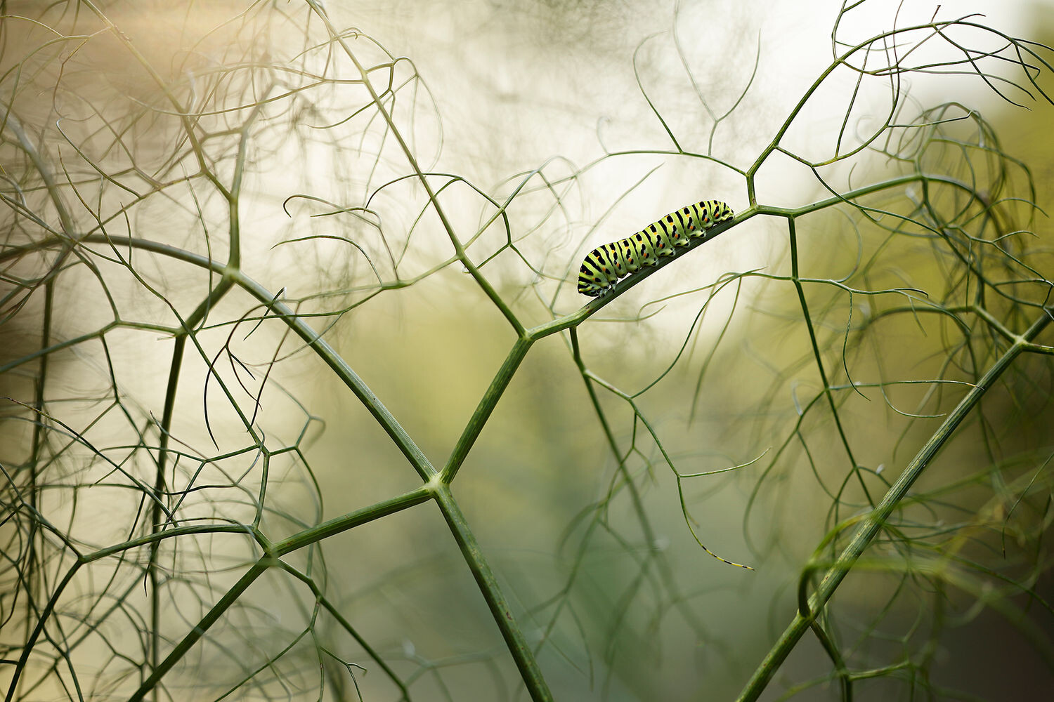 fotografías de la naturaleza