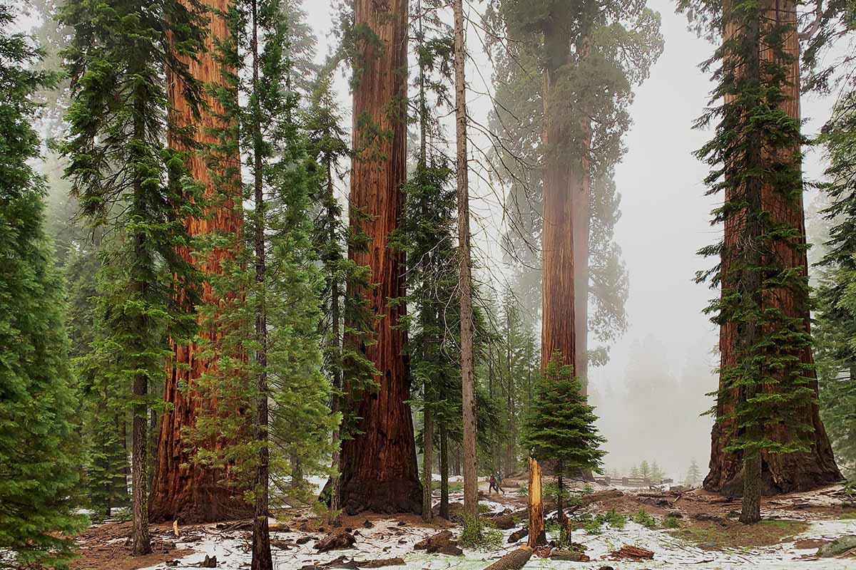 Cómo se llama el árbol más alto del mundo y dónde está Cómo se llama el árbol más alto del mundo y dónde está