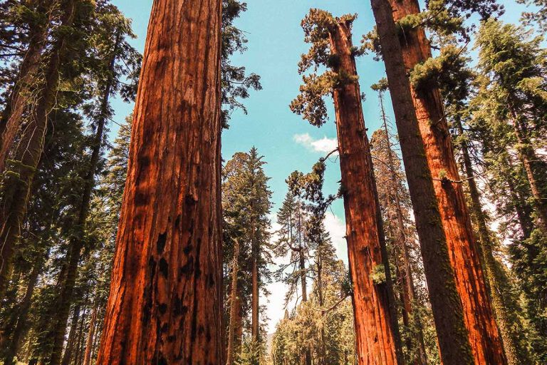 Cómo se llama el árbol más alto del mundo y dónde está Cómo se llama el árbol más alto del mundo y dónde está