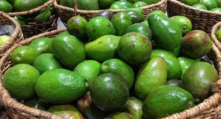 cesta con varios kilos de aguacates, una fruta cada vez más cultivada en España