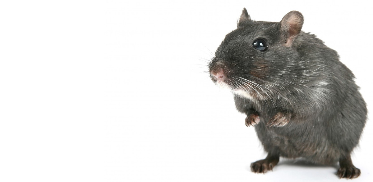 ratas y peste negra