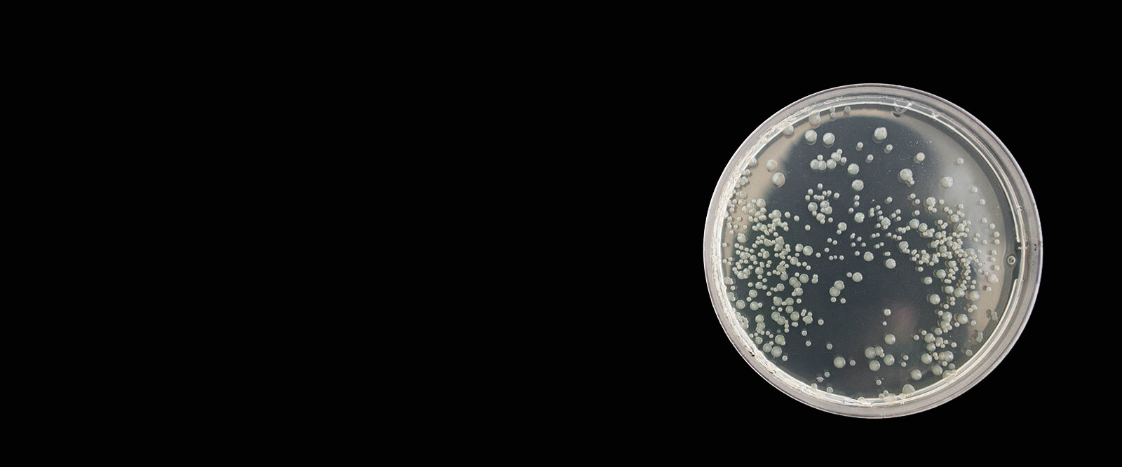 crispr para controlar las plagas