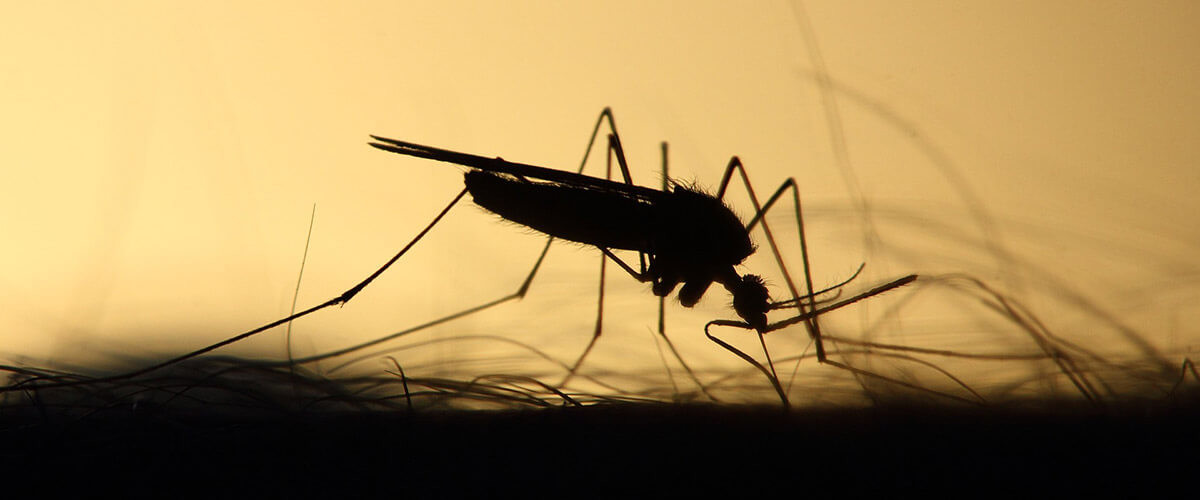 big data para prevenir epidemias
