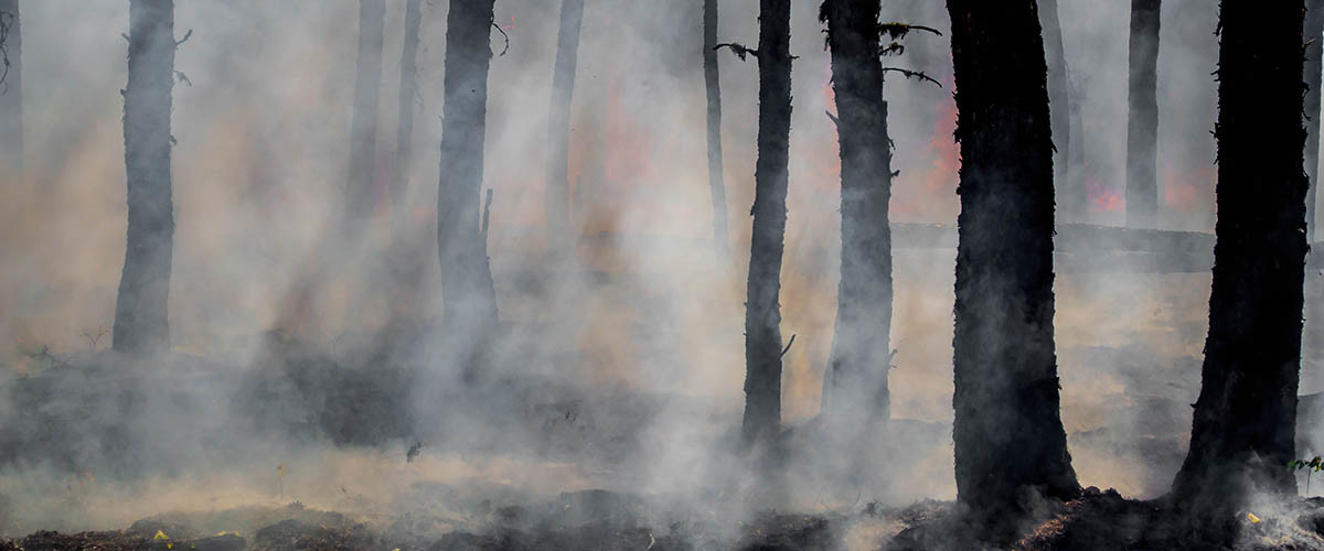 efectos del cambio climático