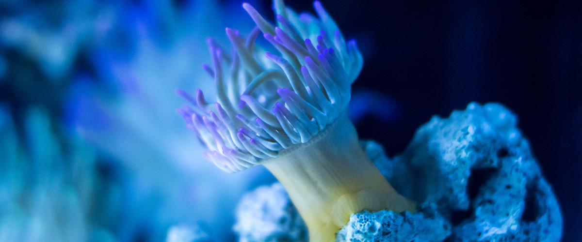 recuperacion fauna y vida oceanica