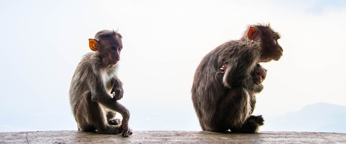 Retos y desafíos de la conservación de los primates.