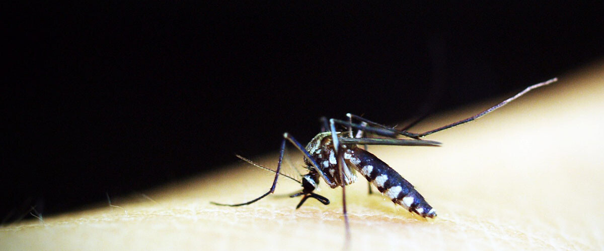 control de mosquitos con nuevas herramientas