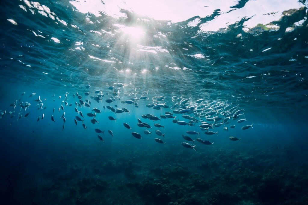 Cuántos peces hay en el mar y cómo contarlos con ADN ambiental Cuántos peces hay en el mar y cómo contarlos con ADN ambiental