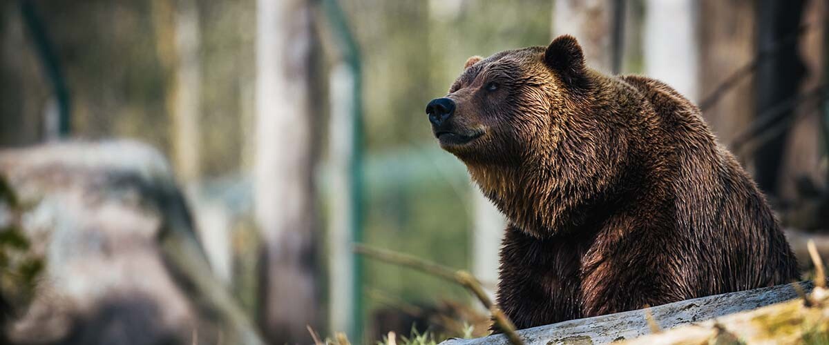 BearID utiliza inteligencia artificial para estudiar al oso pardo.