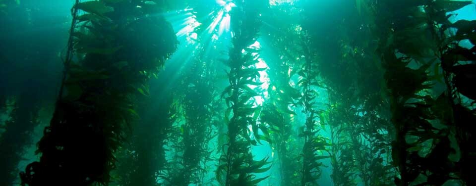 bosque de kelp