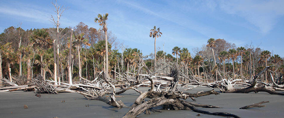 bosques fantasmas