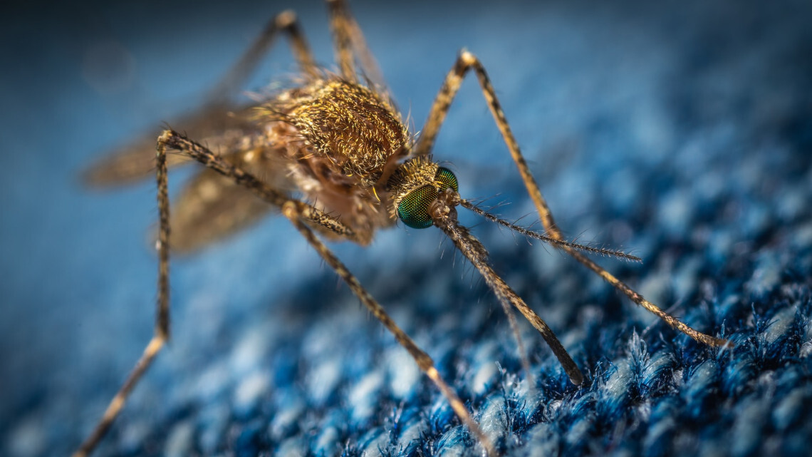 mosquitos