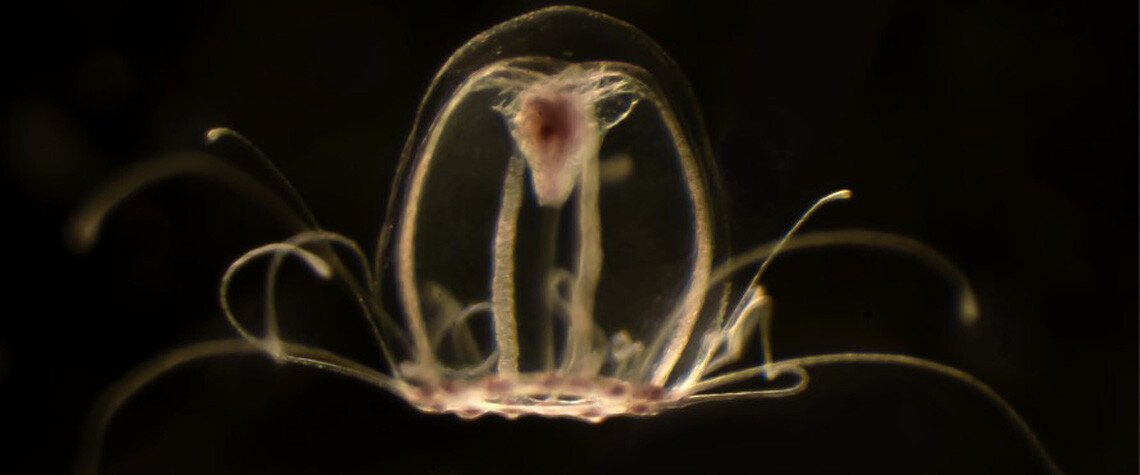 Qué nos dice el genoma de las medusas inmortales sobre la vejez