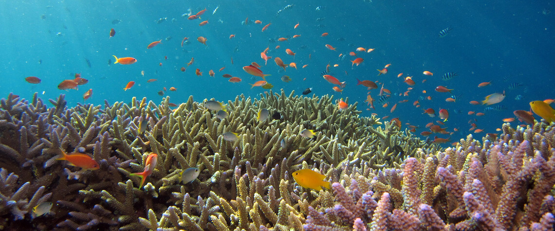El cambio climático amenaza con provocar una extinción marina masiva