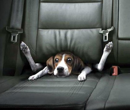 Perro mal transportado