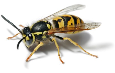 Avispa europea