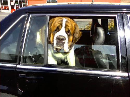 Dog car