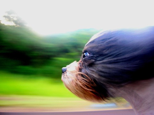 perritoveloz.jpg