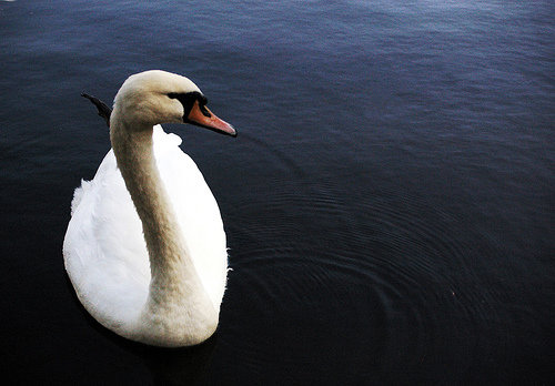 Cisne