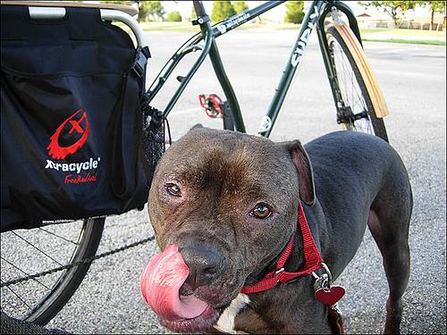 Bici y perro