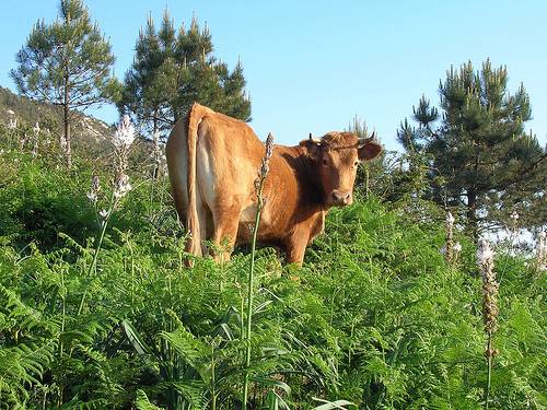 Vacas